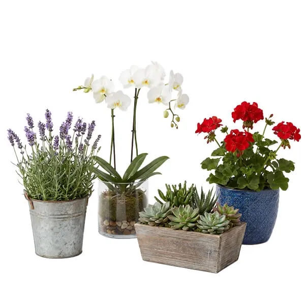 12 Beautiful Indoor Blooming Plants